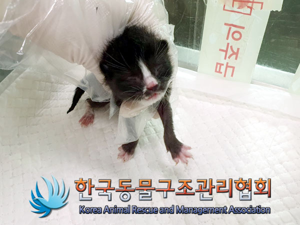 한국동물구조관리협회_441559202300393
